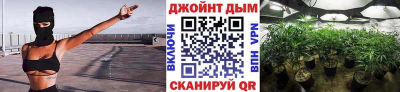 купить   Кедровый  Каннабис сатива 